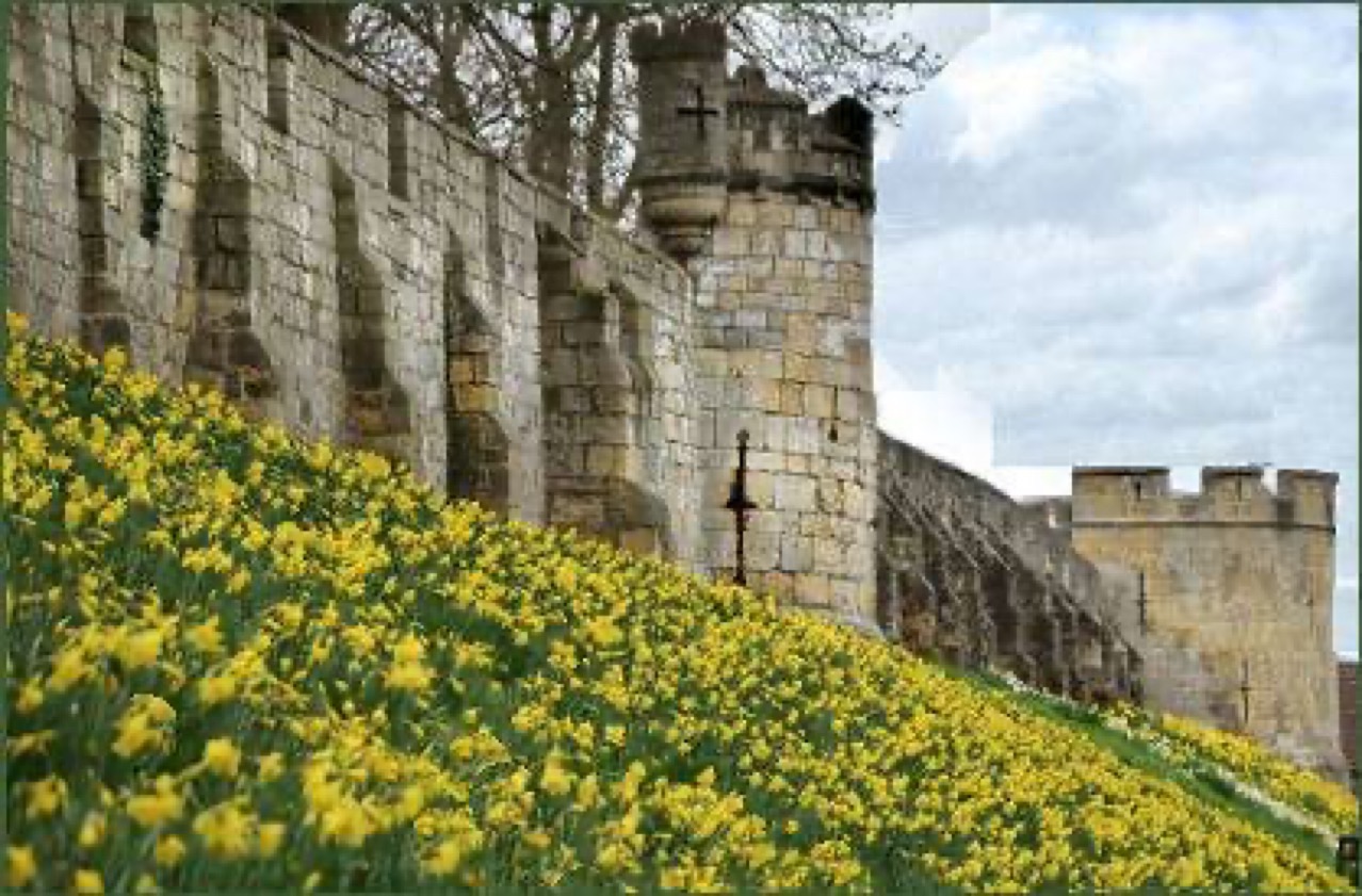 York’s historic city wall surrounded by spring flowers